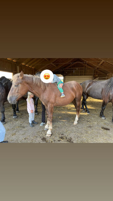 Noriker Hengst Jährling, Johanna , Horses For Sale, Schwarzenberg, Image 2