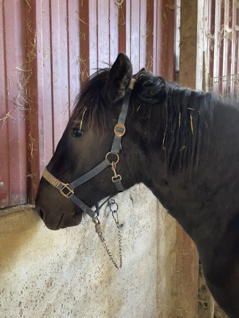 Noriker Jährling, Steffi, Horses For Sale, Langerringen, Image 2