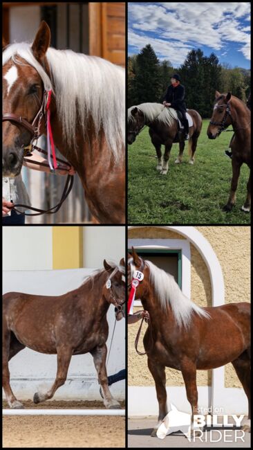 Noriker Lotte-Rosl, Katja Radner, Horses For Sale, Pettenbach, Image 7