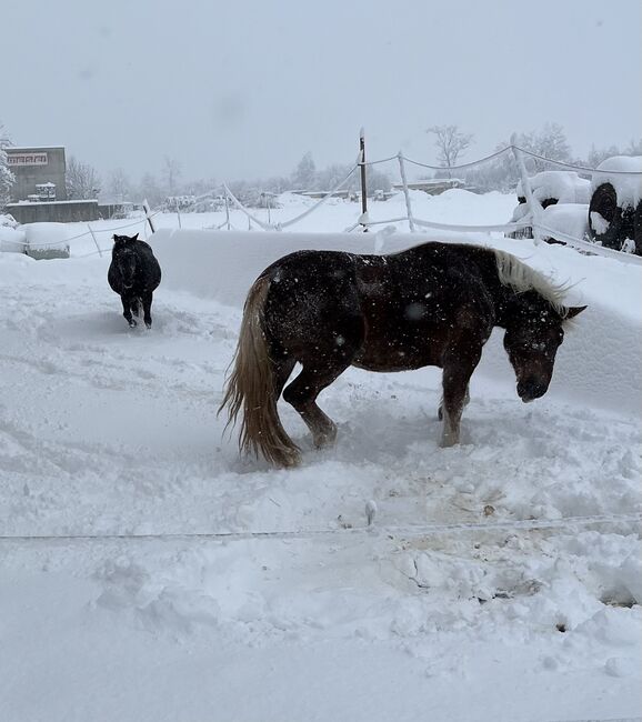 Noriker Lotte-Rosl, Katja Radner, Horses For Sale, Pettenbach, Image 3