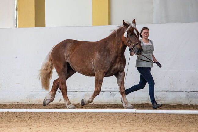 Noriker Lotte-Rosl, Katja Radner, Horses For Sale, Pettenbach, Image 6