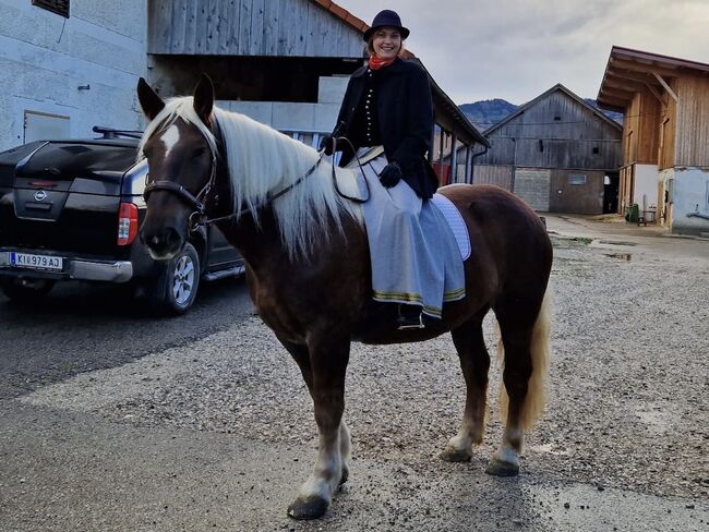 Noriker Lotte-Rosl, Katja Radner, Horses For Sale, Pettenbach, Image 5