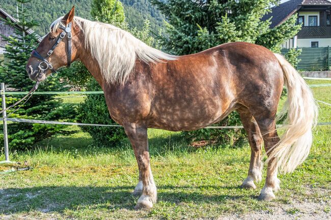 Noriker Stute „Grittli“, dunkelfuchs 8-jährig, Nikolaus Wührer, Horses For Sale, Scharnstein