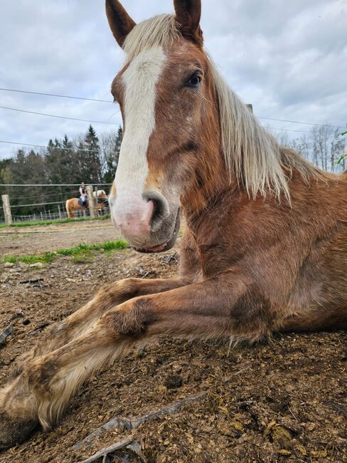 Noriker Stute, Lettner Manfred, Horses For Sale, Neumarkt im Mühlkreis, Image 6