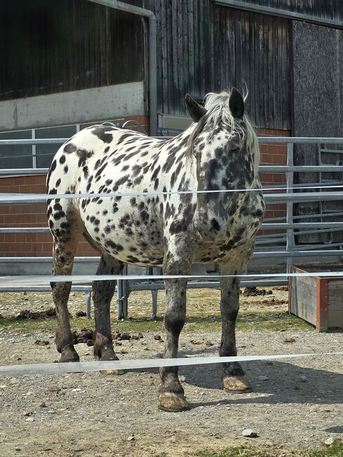 Noriker Stute, Bösch, Horses For Sale, Baden