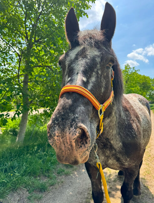 ‼️Norikerstute sucht ein liebevolles Zuhause, Lara, Horses For Sale, Großhöflein 