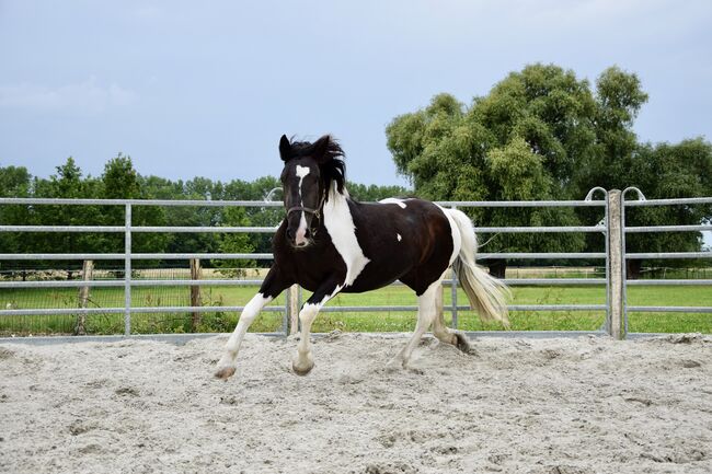 Noriker Stute - Scheck-Stute - Schecke, Ines Jungnickel, Horses For Sale, Großräschen, Image 2