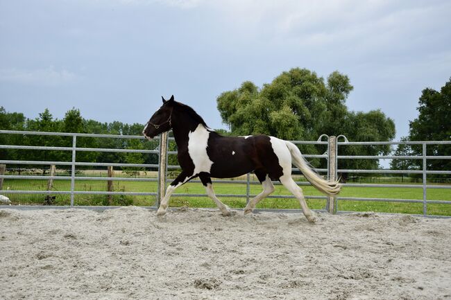 Noriker Stute - Scheck-Stute - Schecke, Ines Jungnickel, Horses For Sale, Großräschen, Image 3