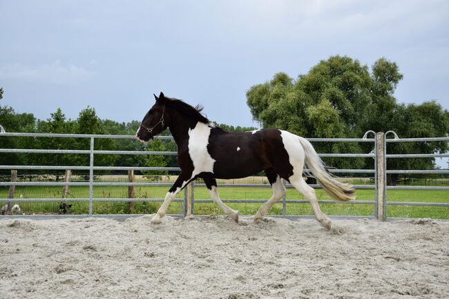 Noriker Stute - Scheck-Stute - Schecke, Ines Jungnickel, Horses For Sale, Großräschen, Image 5