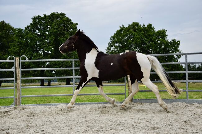 Noriker Stute - Scheck-Stute - Schecke, Ines Jungnickel, Horses For Sale, Großräschen, Image 6