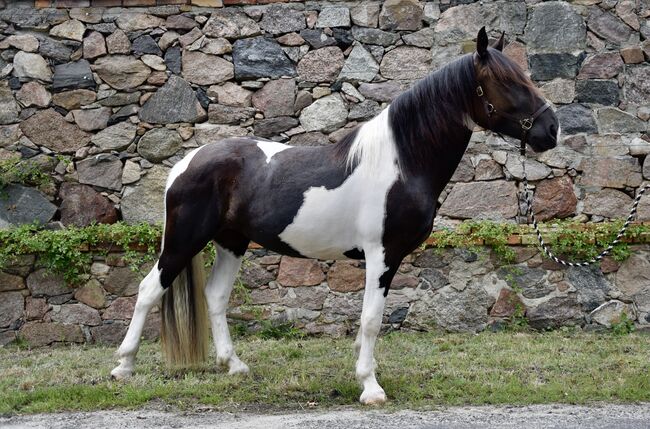 Noriker Stute - Scheck-Stute - Schecke, Ines Jungnickel, Horses For Sale, Großräschen, Image 9