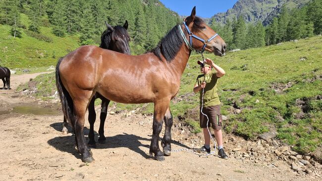 Noriker Stute 1,5 Jahre, Peter Oberhauser, Horses For Sale, Dellach im Drautal, Image 3