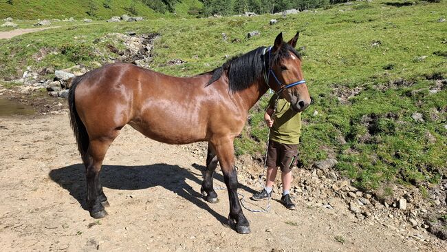 Noriker Stute 1,5 Jahre, Peter Oberhauser, Horses For Sale, Dellach im Drautal, Image 2