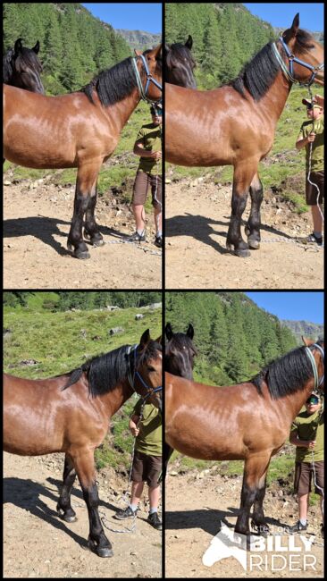 Noriker Stute 1,5 Jahre, Peter Oberhauser, Horses For Sale, Dellach im Drautal, Image 5