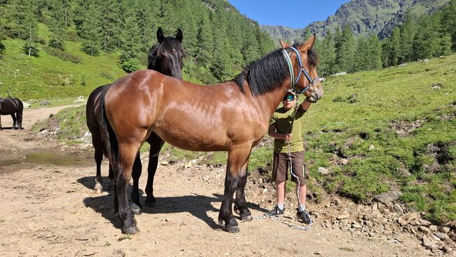 Noriker Stute 1,5 Jahre, Peter Oberhauser, Horses For Sale, Dellach im Drautal, Image 4
