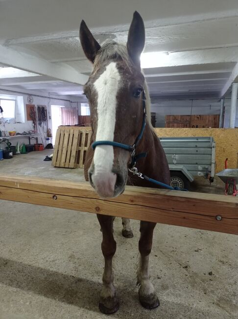 Noriker Stute, Naomi Wilkey , Horses For Sale, Braunau am Inn, Image 2