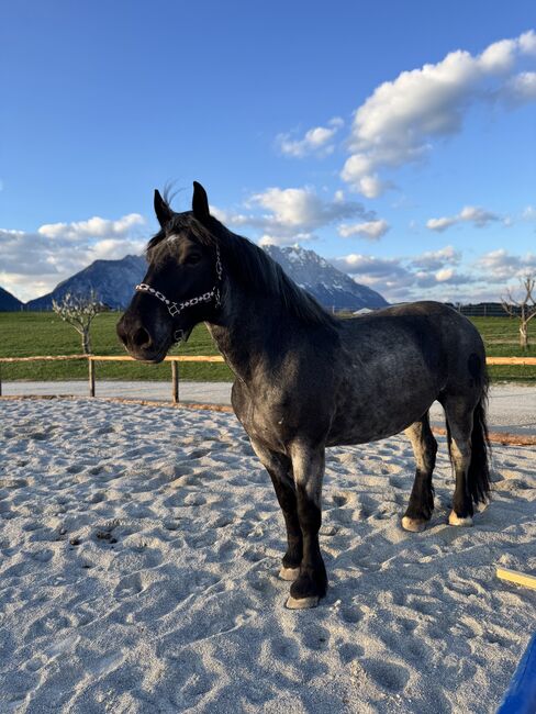 Noriker Blauschimmel-Stute, Lili , Horses For Sale, Mitterberg