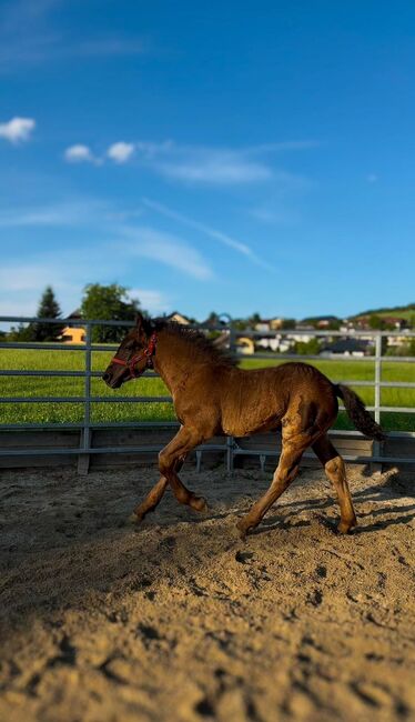 Noriker Mohrenkopf Hengstfohlen, Barbara Neureiter, Horses For Sale, St. Koloman, Image 2