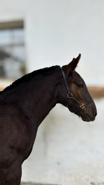 Noriker Mohrenkopf Hengstfohlen, Barbara Neureiter, Horses For Sale, St. Koloman