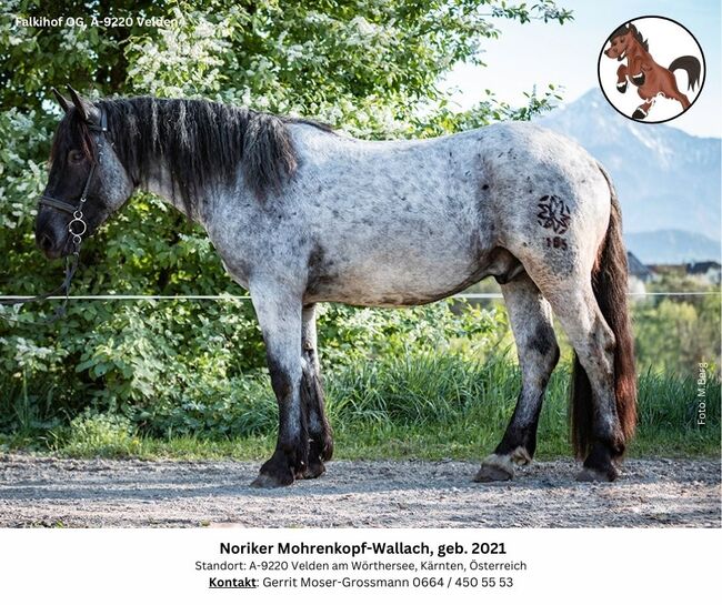 Noriker Mohrenkopf-Wallach, geb. 2021, Andrea, Horses For Sale, Velden am Wörthersee, Image 2