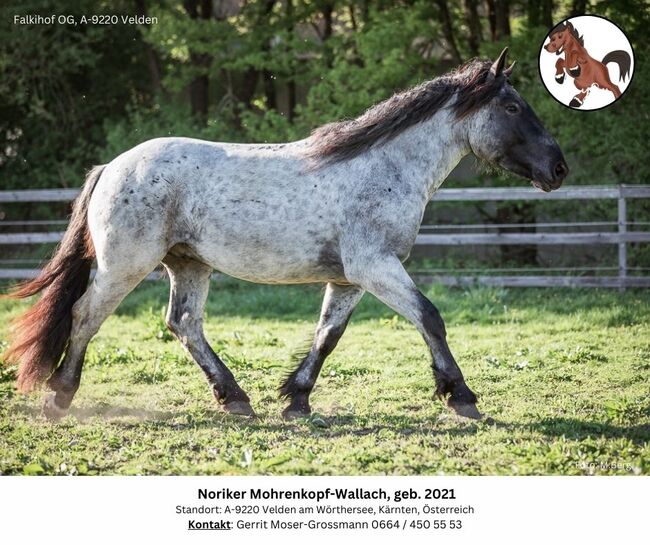 Noriker Mohrenkopf-Wallach, geb. 2021, Andrea, Horses For Sale, Velden am Wörthersee, Image 3