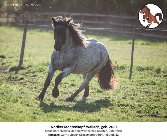 Noriker Mohrenkopf-Wallach, geb. 2021, Andrea, Horses For Sale, Velden am Wörthersee, Image 4