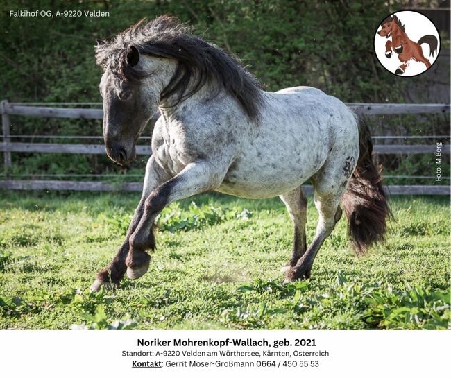 Noriker Mohrenkopf-Wallach, geb. 2021, Andrea, Horses For Sale, Velden am Wörthersee, Image 5