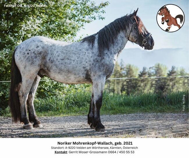 Noriker Mohrenkopf-Wallach, geb. 2021, Andrea, Horses For Sale, Velden am Wörthersee, Image 6