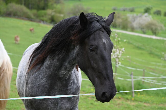 Noriker Mohrenkopf Stute, Manuela KUBNY , Horses For Sale, Küßnach , Image 2