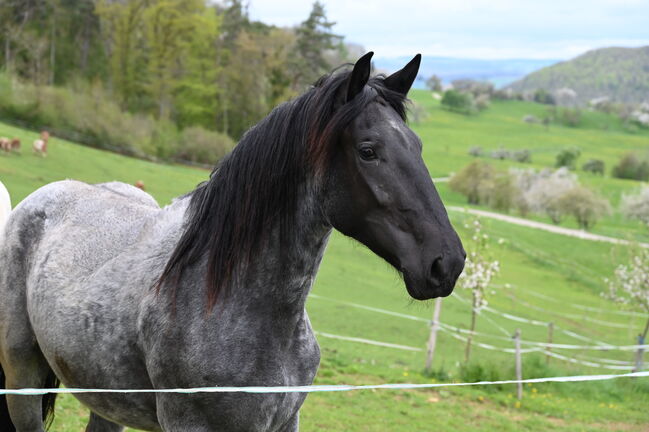 Noriker Mohrenkopf Stute, Manuela KUBNY , Horses For Sale, Küßnach 