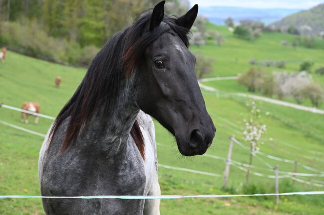 Noriker Mohrenkopf Stute, Manuela KUBNY , Horses For Sale, Küßnach , Image 5