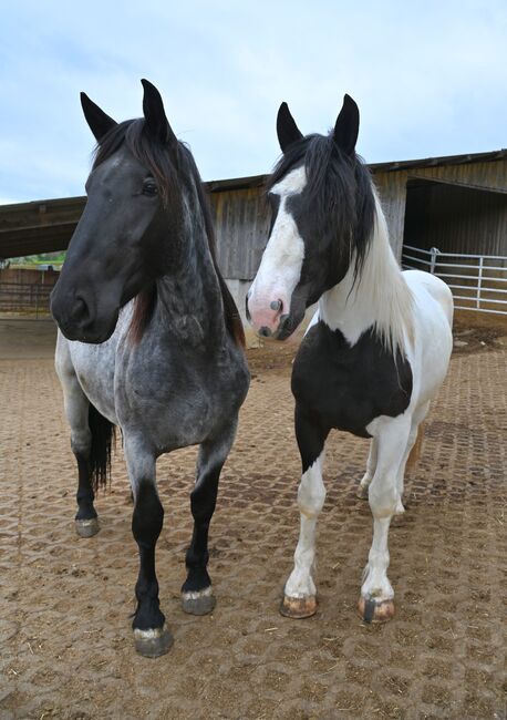 Noriker Mohrenkopf Stute, Manuela KUBNY , Horses For Sale, Küßnach , Image 6
