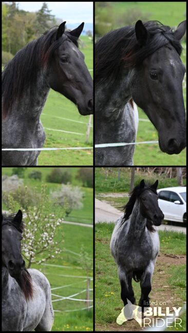Noriker Mohrenkopf Stute, Manuela KUBNY , Horses For Sale, Küßnach , Image 13