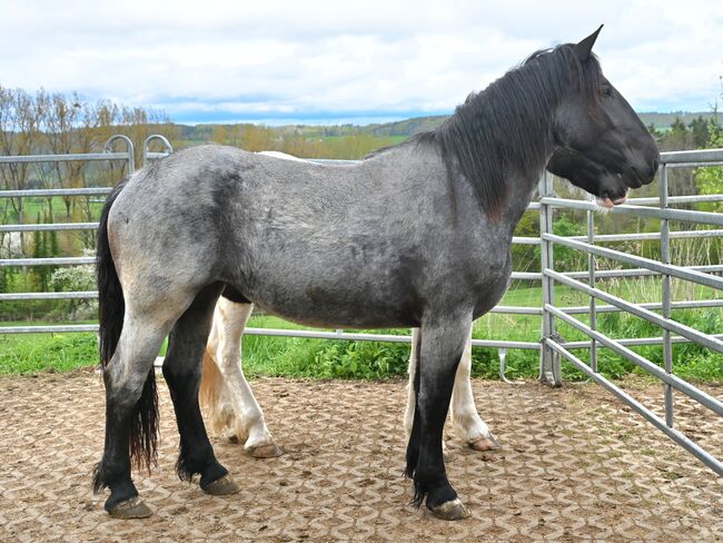 Noriker Mohrenkopf Stute, Manuela KUBNY , Horses For Sale, Küßnach , Image 10