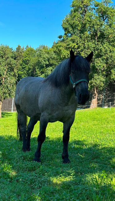 Noriker Mohrenkopf Stute (Sera), Barbara Neureiter, Horses For Sale, St. Koloman, Image 2
