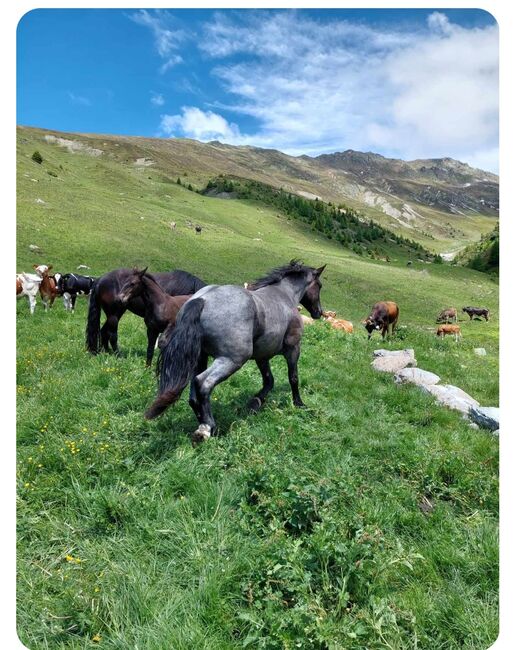 Noriker Mohrenkopfstute, Manuela, Horses For Sale, Nauders, Image 2