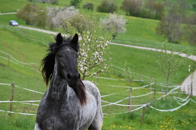 Noriker Mohrenkopf Stute, Manuela KUBNY , Horses For Sale, Küßnach , Image 3