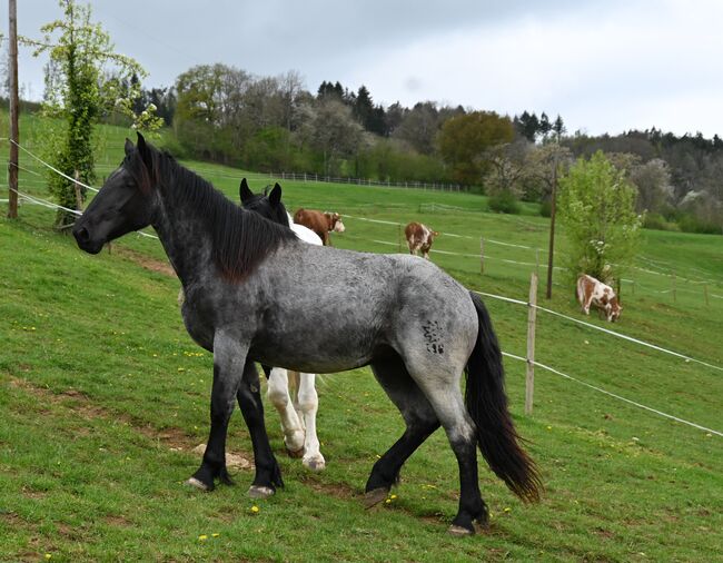 Noriker Mohrenkopf Stute, Manuela KUBNY , Horses For Sale, Küßnach , Image 7