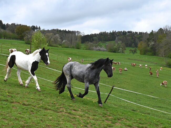 Noriker Mohrenkopf Stute, Manuela KUBNY , Horses For Sale, Küßnach , Image 9