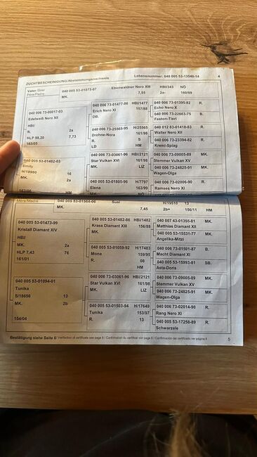 Noriker Mohrenkopf Stute (Sera), Barbara Neureiter, Pferd kaufen, St. Koloman, Abbildung 3