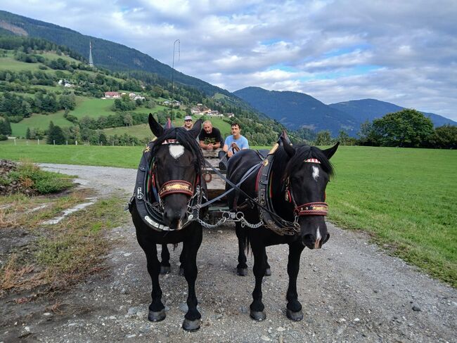 Noriker Passgespann Halbschwestern, Willibald Rauter, Horses For Sale, Radenthein