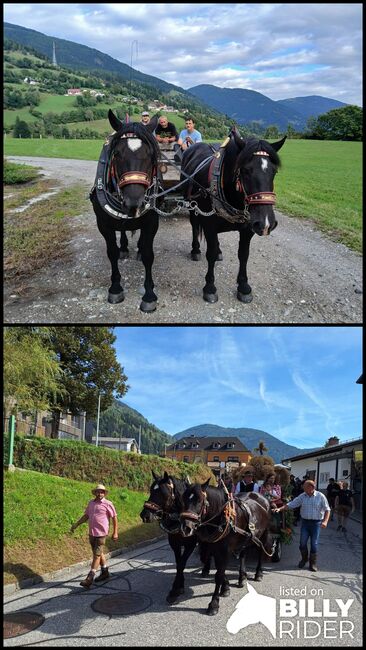 Noriker Passgespann Halbschwestern, Willibald Rauter, Horses For Sale, Radenthein, Image 3