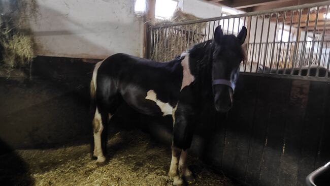 Noriker Schecke, Jasmin, Horses For Sale, Cham