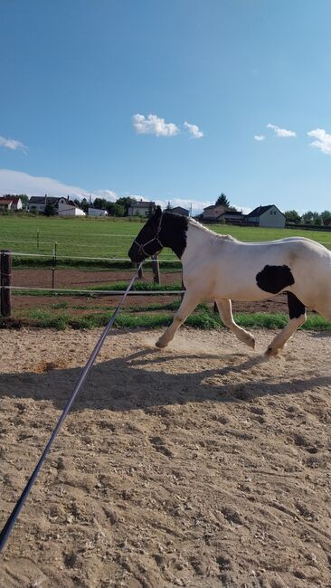 Noriker Schecke, Veronika Gerics , Horses For Sale, Blumau an der Wild , Image 4