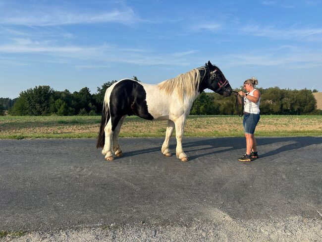 Noriker Schecke, Veronika Gerics , Horses For Sale, Blumau an der Wild , Image 2