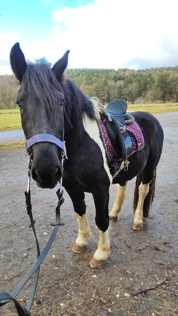 Noriker Schecke, Jasmin, Horses For Sale, Cham, Image 3