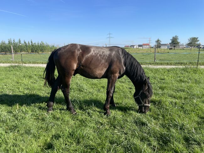 Noriker Jährling, Steffi, Horses For Sale, Langerringen