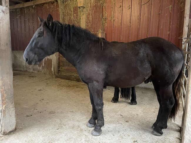 Noriker Jährling, Steffi, Horses For Sale, Langerringen, Image 5