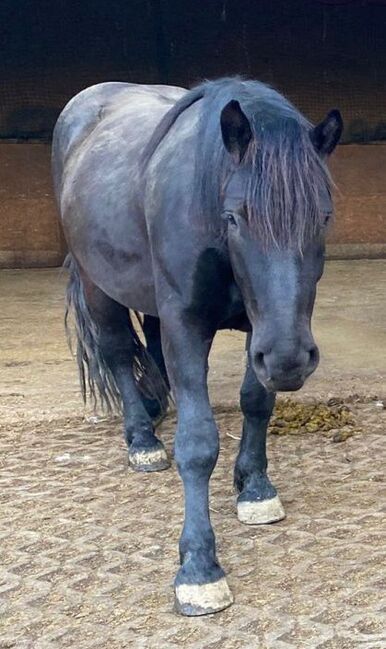 Noriker Wallach abstammend von Smokey Vulkan x Zimber Schaunitz, Pferdevermittlung Leus (Pferdevermittlung Leus ), Horses For Sale, Indersdorf, Image 4