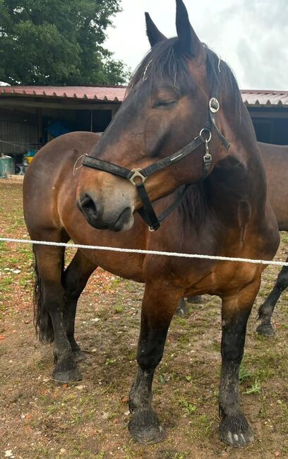 Noriker Wallach abstammend von Smokey Vulkan x Zimber Schaunitz, Pferdevermittlung Leus (Pferdevermittlung Leus ), Horses For Sale, Indersdorf